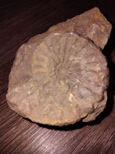Ammonit Fossil Versteinerung 9cm lang 5cm hoch
