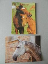 2 niedliche Pferde Postkarten PK Ansichtskarte Pferd Fohlen DDR -8