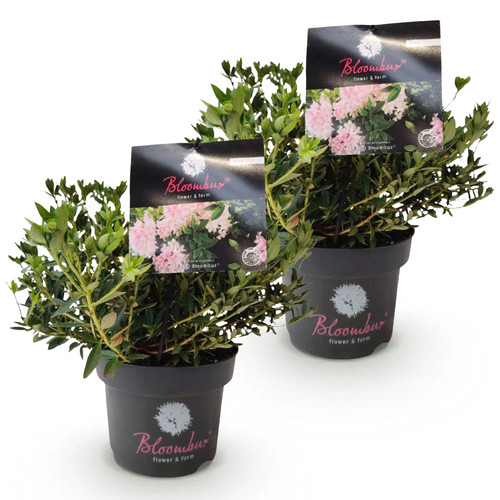 Rhododendron bloombux light - 2x,