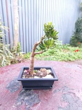Bonsai Crassula Ovata 'Gollum'
