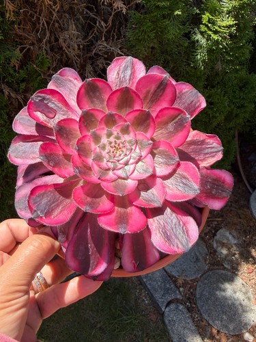 Aeonium moonlight variegated - aeonium,