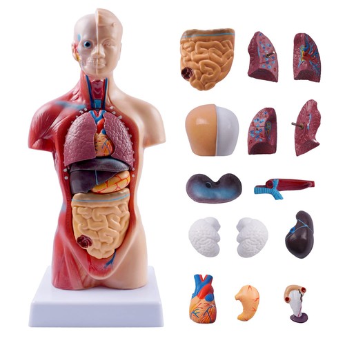 Körpermodell herz torso - körpermodell,