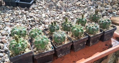 Stück gymnocalycium - 2,