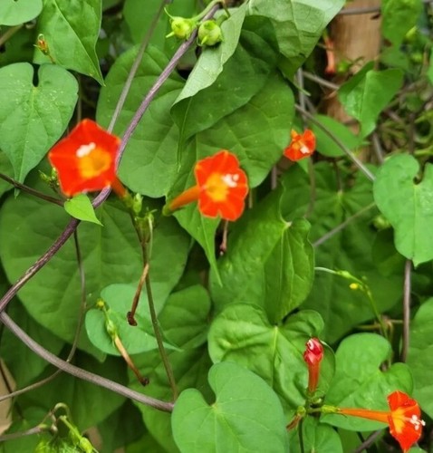 Prunkwinde rankende orange - prunkwinde,