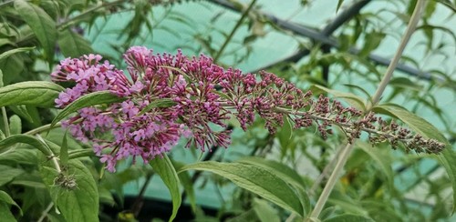 Buddleja davidii pink - buddleja,