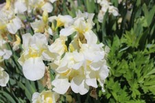 Schwertlilie BUTTER AND SUGAR