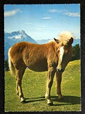 Pferdepostkarte, AK Pferde