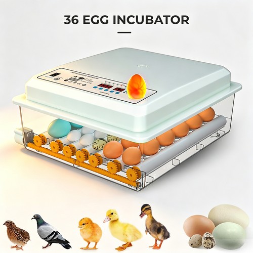 36 eier - 🥚🥚🥚36,