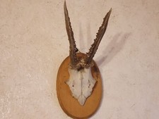 Rehgeweih Rehbock Jagd