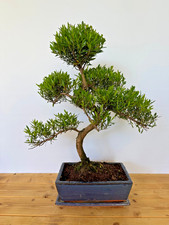 Zimmerbonsai Kirschmyrte