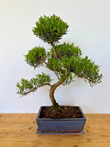 Zimmerbonsai kirschmyrte - zimmerbonsai,