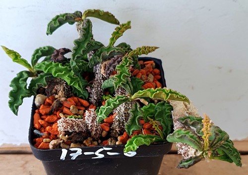 Euphorbia decary - ,