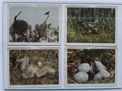 Ddr sammelbilder vögel - ddr-sammelbilder, "vögel