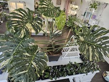 Monstera Thai Constellation