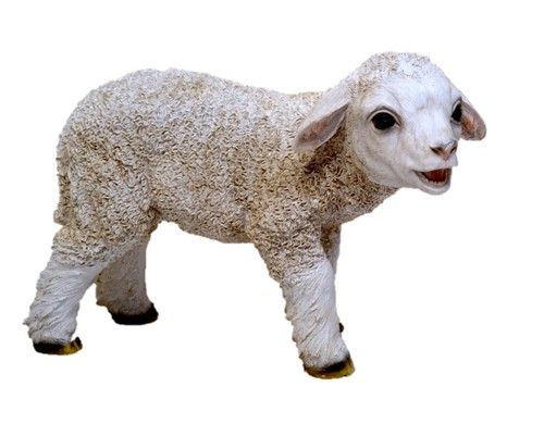 Muwse lamm schaf stehend - muwse,