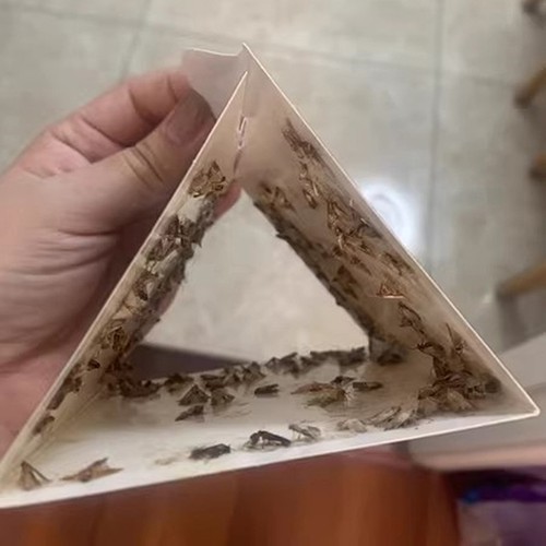 Kleber pantry moth fallen - pantry, mit