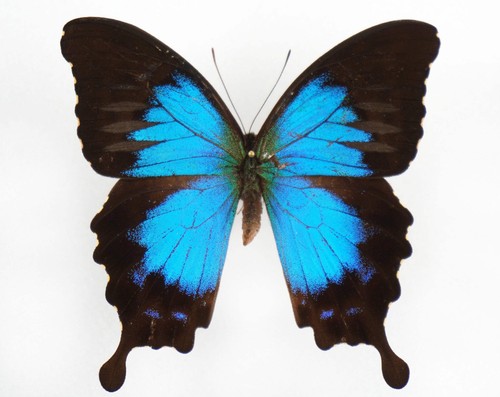 Papilio montrouzieri - , f