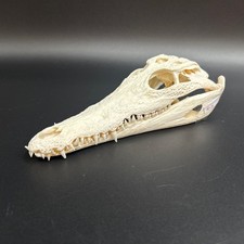 Krokodilschädel Crocodylus niloticus 25 cm! Cites Echtes Exemplar NEU