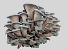 Pilzzucht Set Austernseitling blau – frisches Growkit zum Selberzüchten