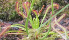 Pflegeleichte fleischfressende