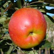 Rondo (S) Säulenapfel große