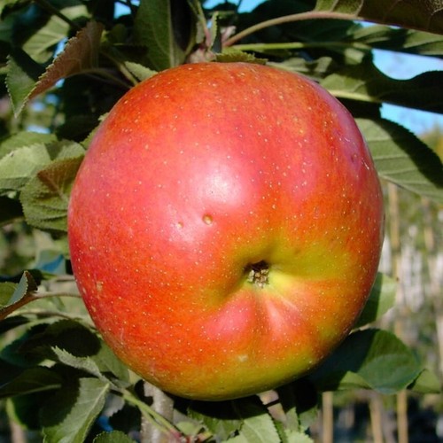 Rondo säulenapfel große - (s),