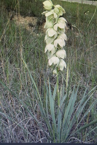 Samen yucca glauca - samen,