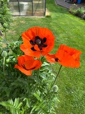 Türkischer riesenmohn - tÜrkischer,