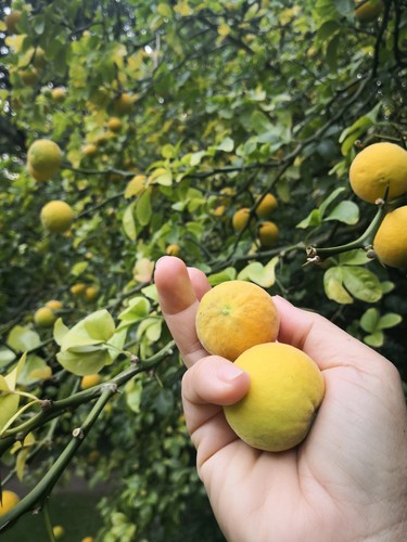 Bitterorange dreiblattzitrone - bitterorange,,