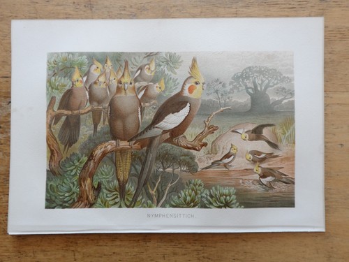Orig chromolithographie - orig.(1892),