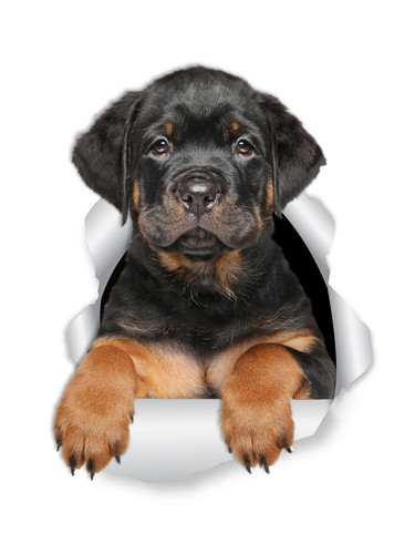 Autoaufkleber rottweiler welpe - autoaufkleber,