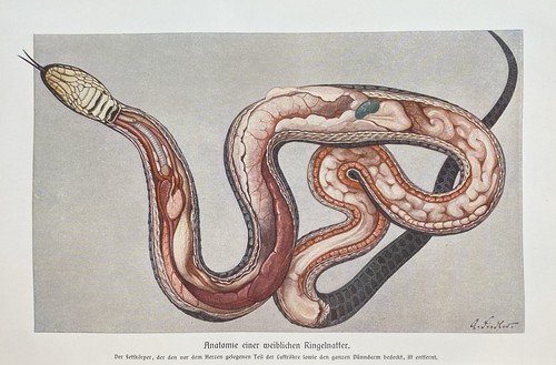 Originaldruck fauna anatomie - fauna:,