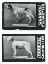 ENGLISH SETTER Gun Dog Vintage