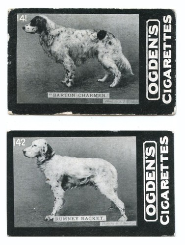 English setter gun dog - setter, vintage