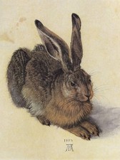 014 albrecht dürer - albrecht, hase