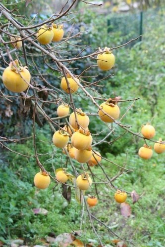 Winterharte kakibaum - winterharte,