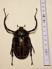 Cheitonus Macleay Formosanus 63 mm Männchen
