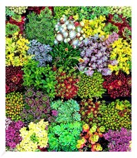 Staudengarten "Oslo", 6