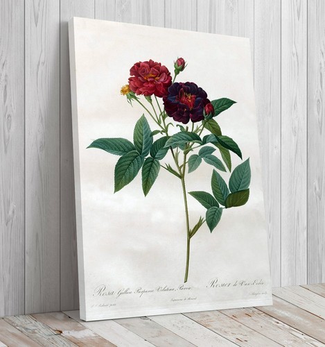 Die rosen pierre joseph - die,