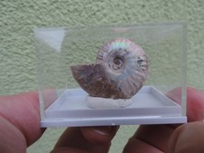 Perlmutt - Ammonit Cleoniceras