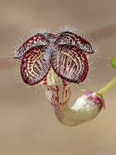 ?Steckling?Ceropegia Carnosa Zulu?selten zu bekommen *Ableger*