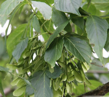 Acer negundo /  Eschenahorn  (