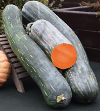 5 Samen Kürbis "Lunga di Napoli", Samenfest.