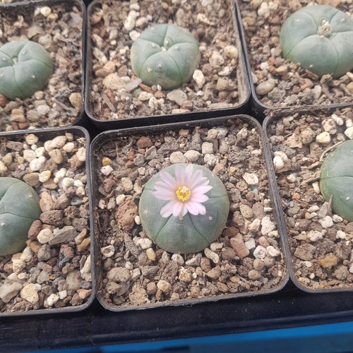 Ariocarpus spec turbinicarpus - ariocarpus, spec.