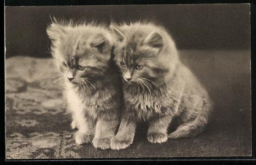 Zwei katzenbabys eng - katzenbabys,,