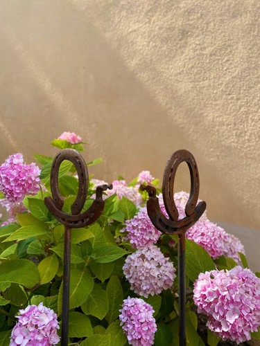 Hufeisenschnecke schnecke - hufeisenschnecke,,