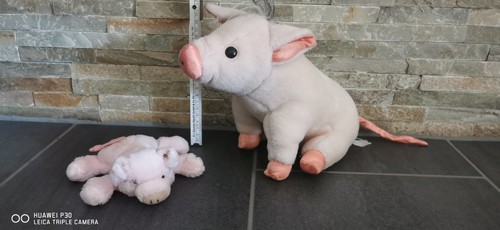 Zwei schweine perlsacktier - schweine,