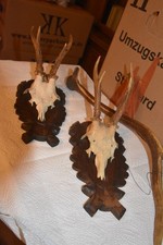 Reh Geweihe und Horn