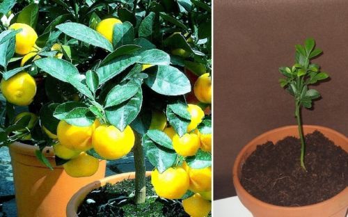 Orangenbaum obst gemüse für - orangenbaum,