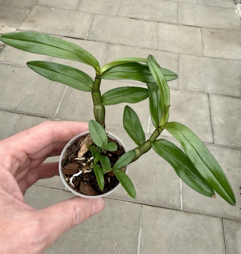 Dendrobium species - dendrobium,